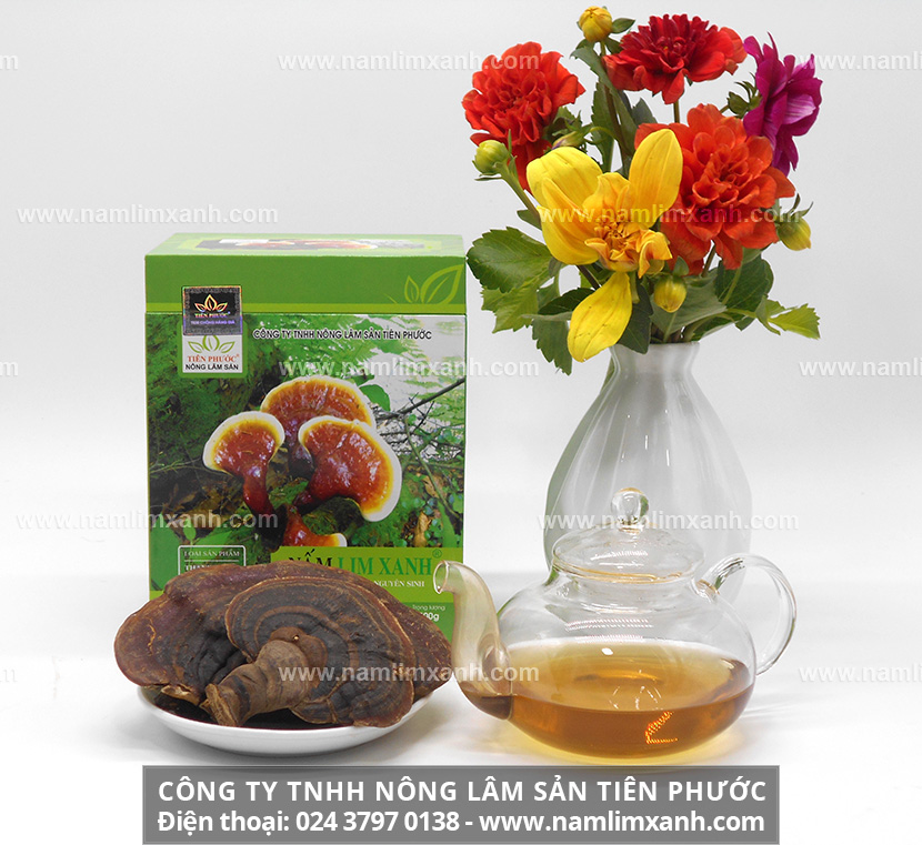 Công dụng của nấm lim xanh điều trị hiệu quả bệnh ung thư và các bệnh về gan, bệnh tiểu đường, bệnh tai biến mạch máu não, bệnh gout…