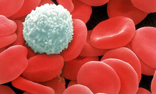 Tìm ra loại thuốc mới giúp ngăn ngừa và điều trị ung thư máu