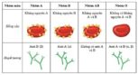 nhóm máu và bệnh ung thư