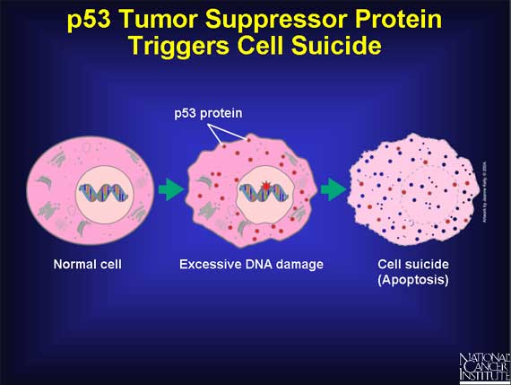 Gen p53 áp chế tế bào ung thư