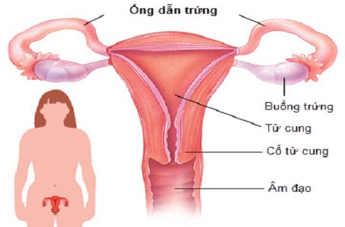 Sự kích hoạt quá trình sản xuất trứng ở phụ nữ do thuốc hóa trị liệu