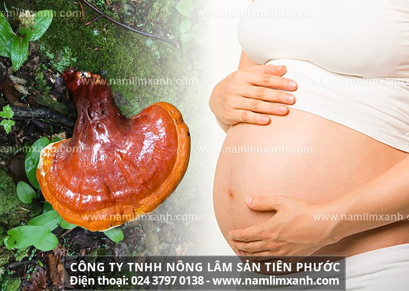 Bà bầu có uống được nấm lim xanh không và tác dụng nấm lim xanh trong làm đẹp