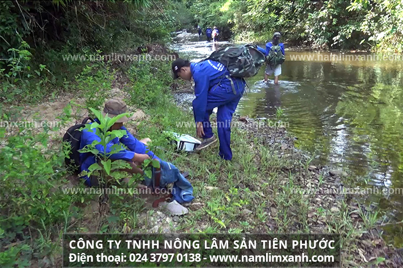 Bí quyết phân biệt nấm lim xanh rừng tự nhiên thật – giả