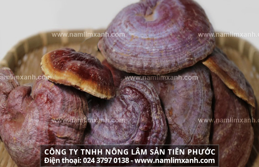 Cách bảo quản tránh nấm lim xanh bị mọt