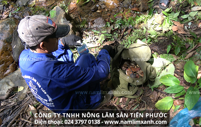 Cách chế biến nấm lim xanh khoa học cho bạn hiệu quả cao nhất