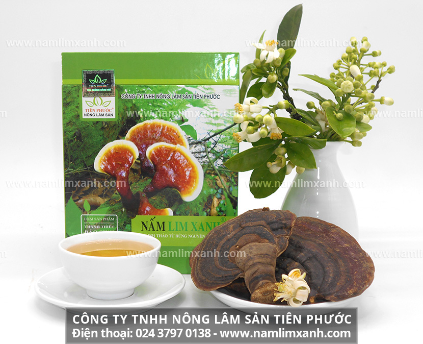 Cách dùng nấm lim xanh Tiên Phước