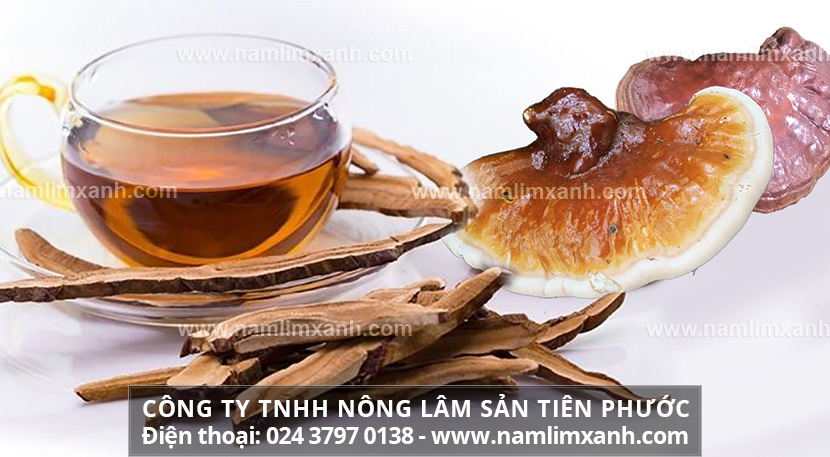 Cách dùng nấm lim xanh chữa bệnh và cách bảo quản nấm lim