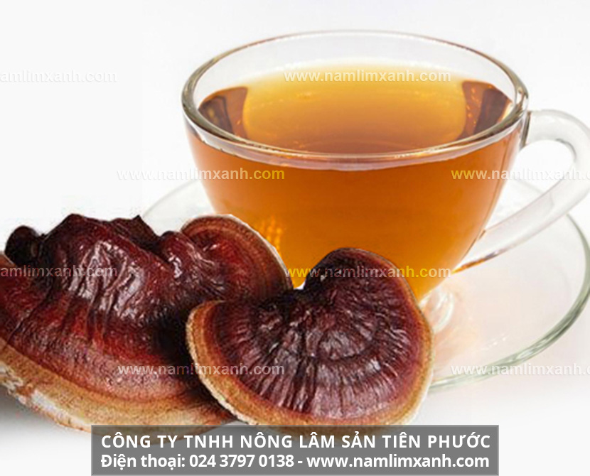 Cách dùng nấm lim xanh hiệu quả cao cho người bệnh