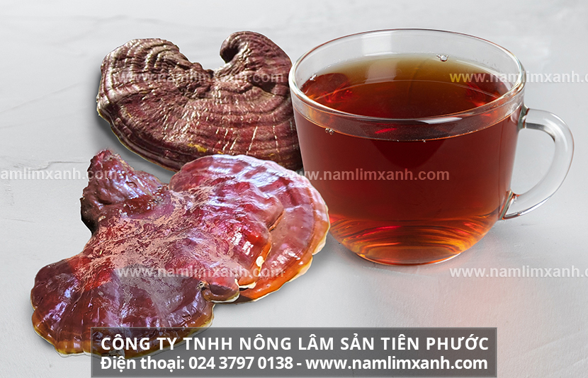 Cách làm sạch nấm lim xanh để nấu uống nấm lim xanh hiệu quả nhất