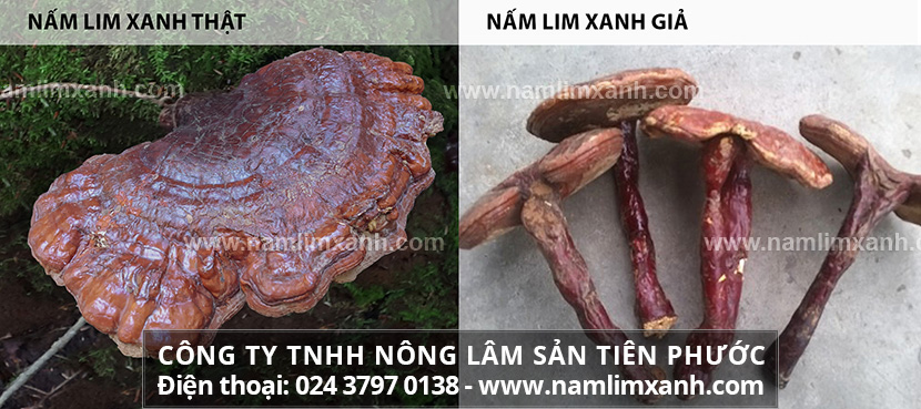 Cách nhận biết nấm lim là dựa vào hình dạng của chúng