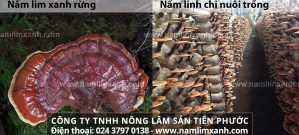 Cách phân biệt nấm lim xanh thật giả cực đơn giản