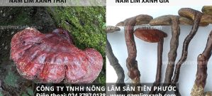 Cách phân biệt nấm lim xanh thật giả và Nhận biết thật giả đơn giản qua chân cây nấm