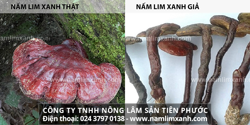 Cách phân biệt nấm lim xanh thật giả và Nhận biết thật giả đơn giản qua chân cây nấm