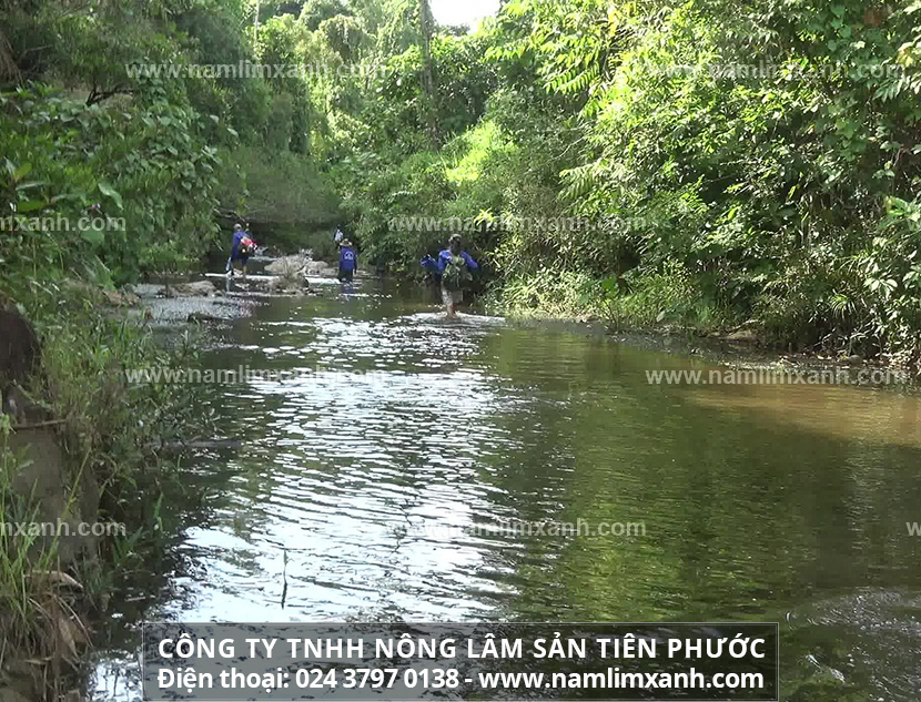 Cách phân biệt nấm lim xanh thật giả