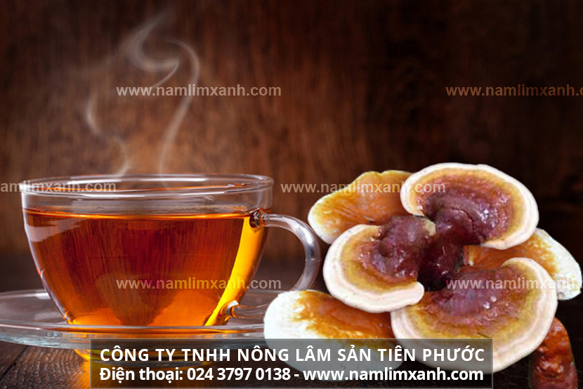 Cách sử dụng nấm lim xanh chữa bệnh đúng tác dụng của cây nấm lim