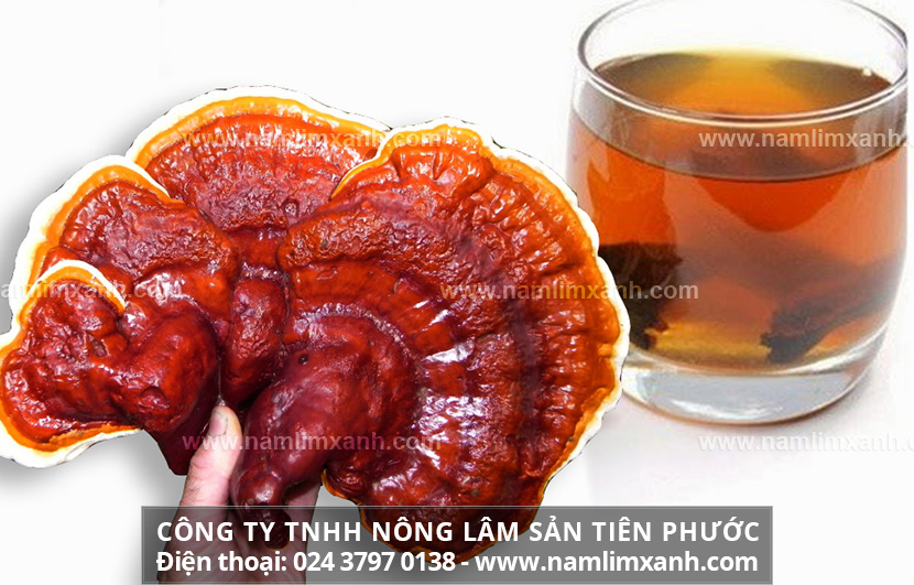 Cách sử dụng nấm lim xanh và dùng nấm lim xanh chữa bệnh ung thư gan