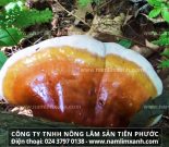 Cây nấm lim xanh thần dược chữa bệnh ung thư