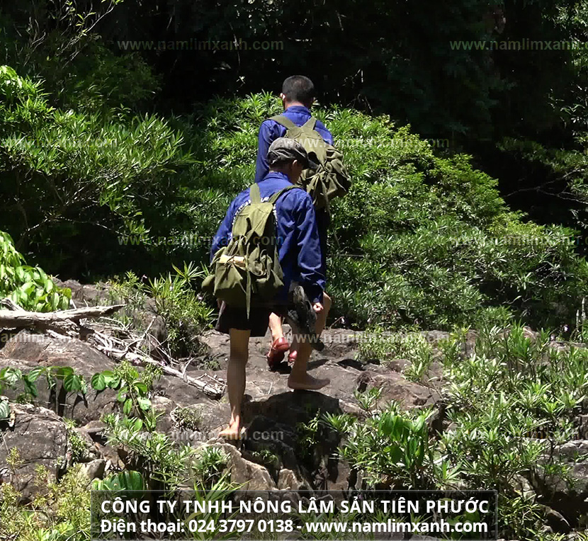 Chọn nơi mua nấm lim chuẩn ở Công ty TNHH Nông lâm sản Tiên Phước là lựa chọn tối ưu