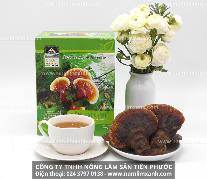 Công dụng của nấm lim xanh Tiên Phước