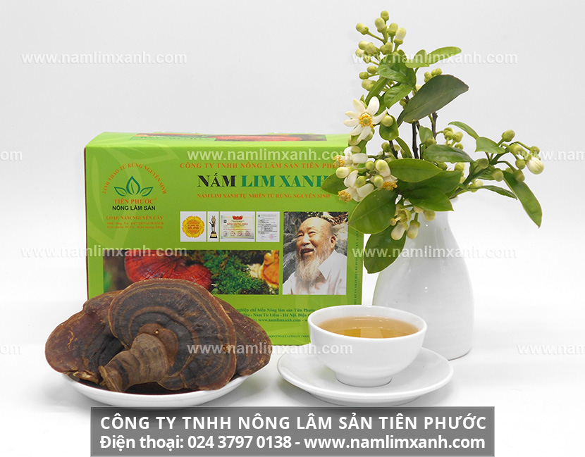 Công dụng nấm lim xanh giải độc gan tác dụng nấm lim rừng giải độc gan