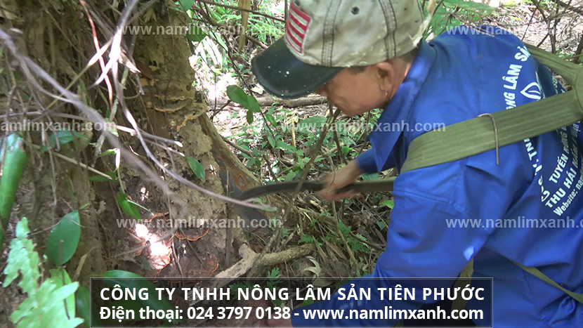 Công dụng nấm lim xanh giải độc gan và cach dùng hiệu quả