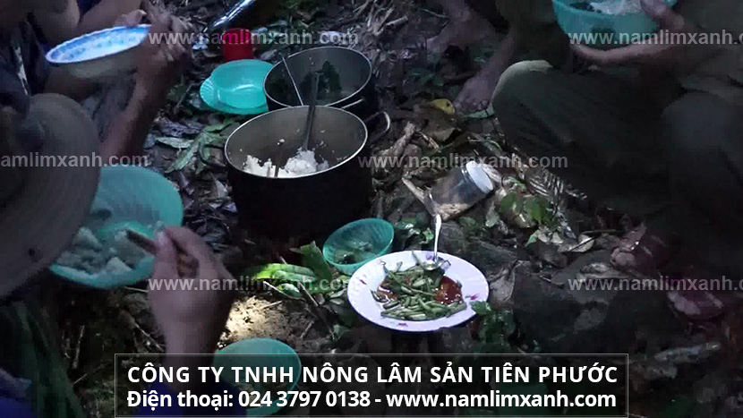 Đi tìm nấm lim xanh Thanh Hóa mua ở đâu chính hãng nấm rừng