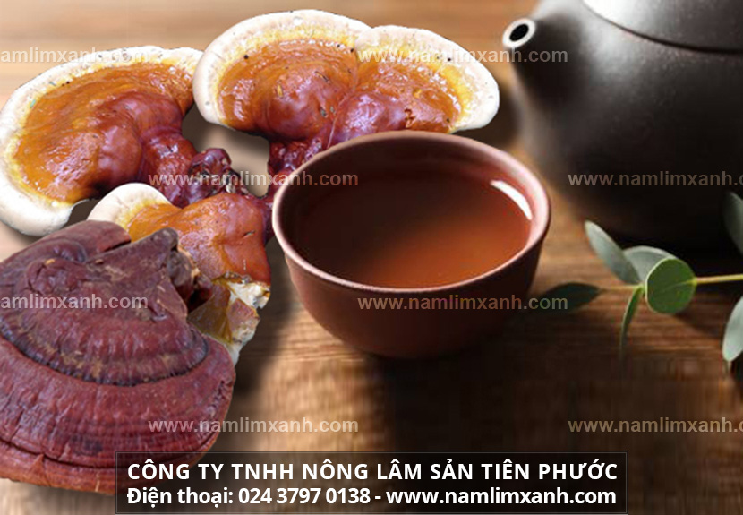 Dùng nấm lim xanh tự nhiên như thế nào cho hiệu quả và tiết kiệm