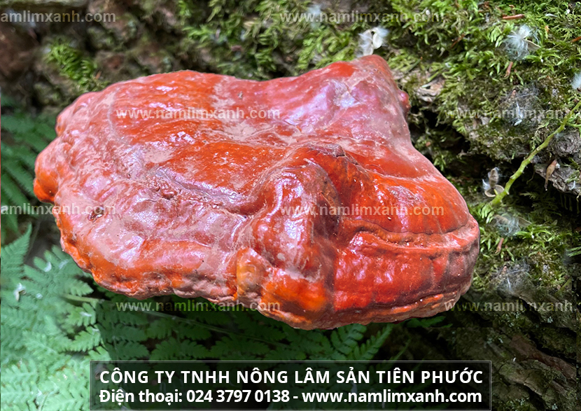 Giá bán nấm lim xanh tại Hà Nội và giá mua bán nấm lim rừng ở Hà Nội