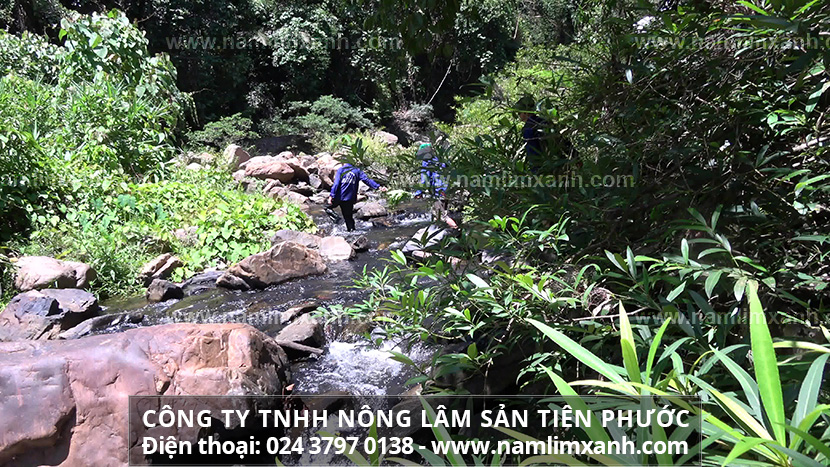 Giá nấm lim xanh chính hãng tại Thành phố Hồ Chí Minh