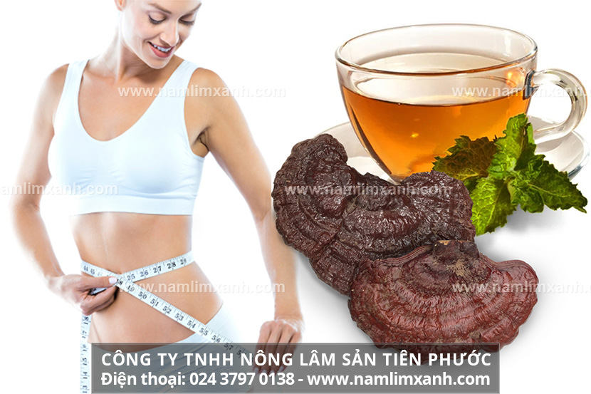 Giảm cân bằng nấm lim xanh cách sử dụng nấm lim giảm cân nhanh an toàn