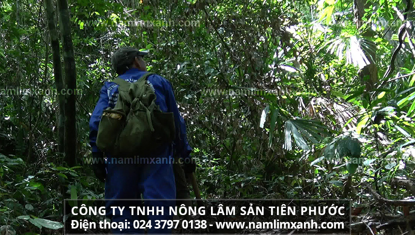 Hành trình thu hái nấm lim xanh trong rừng nguyên sinh và Cách sắc nấm lim xanh rừng