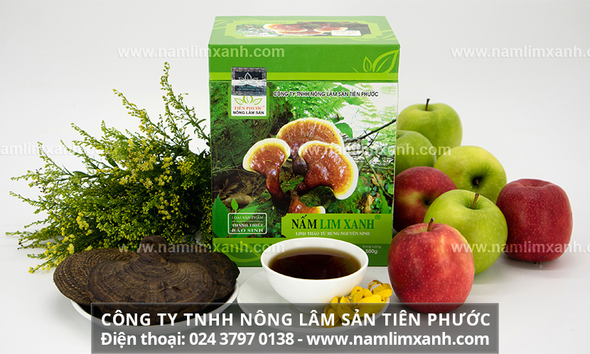 Hình ảnh nấm lim xanh rừng mọc ở đâu