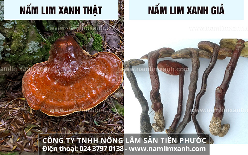 Hình ảnh nấm lim xanh thật và giả