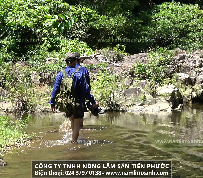 Hướng dẫn sử dụng nấm lim xanh chữa bệnh đúng cách