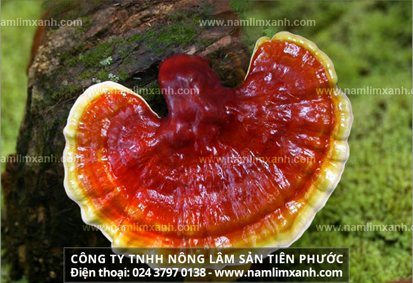 Lưu ý khi sử dụng nấm lim xanh