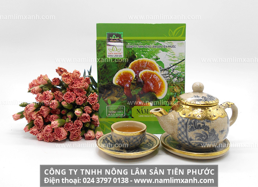 Mua nấm lim xanh ở đâu và nơi mua nấm lim rừng tại đâu tốt nhất