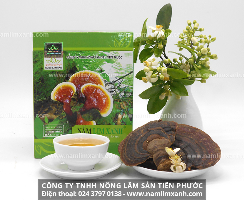 Mua nấm lim xanh ở đâu