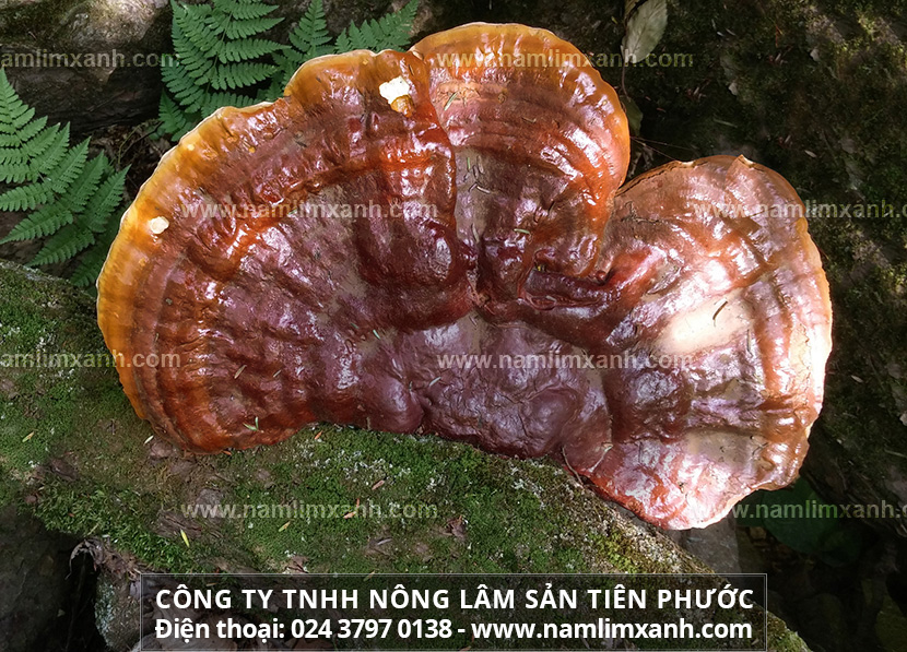 Mua nấm lim xanh thật ở đâu trên thị trường