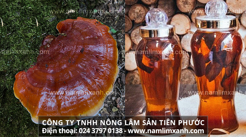 Nấm lim có ngâm rượu được không và tác dụng của rượu nấm lim