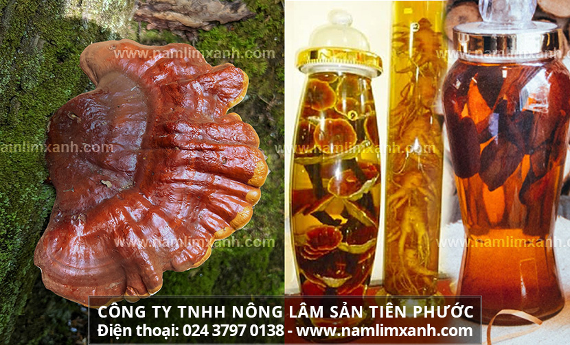 Nấm lim ngâm rượu dễ dùng mà hiệu quả và tác dụng của rượu nấm lim