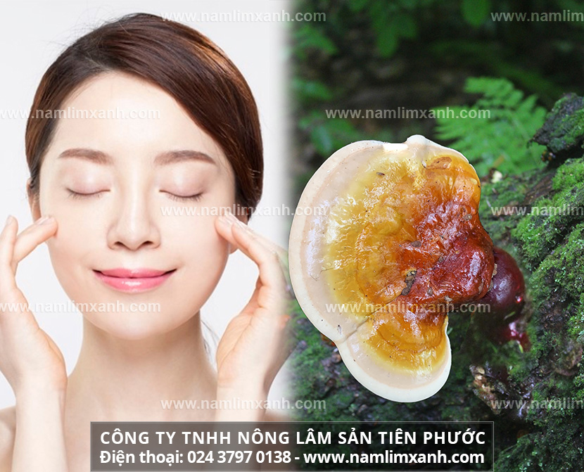 Nấm lim xanh Lào giúp làm đẹp da hoàn hảo