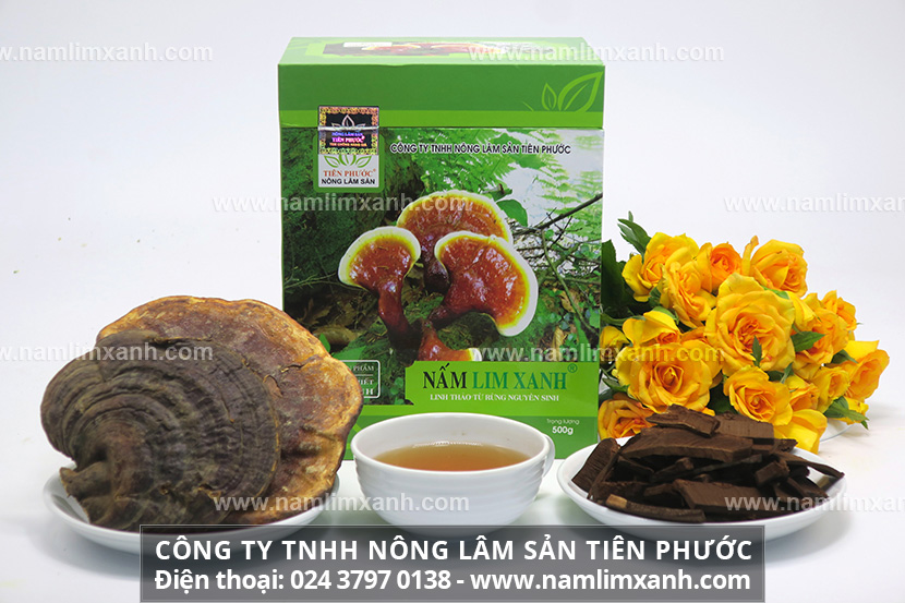 Nấm lim xanh Thanh Hóa và tác dụng dược chất trong nấm