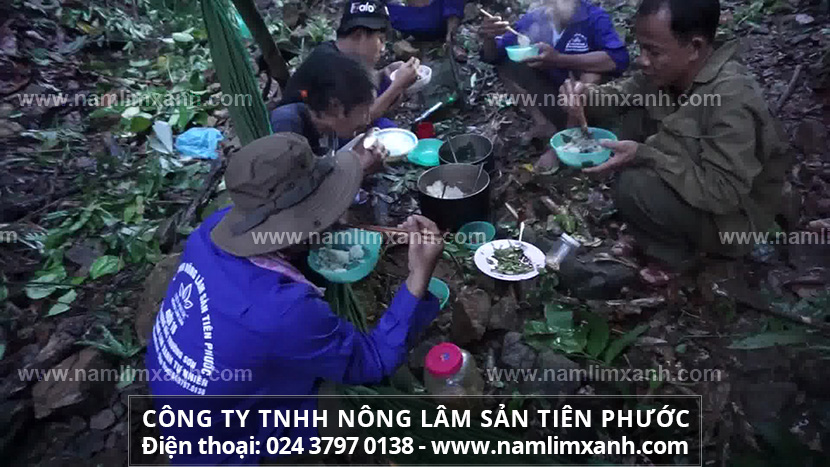 Nấm lim xanh Thanh Thiết Bảo Sinh là thảo dược được giới Y học công nhận và khuyên dùng