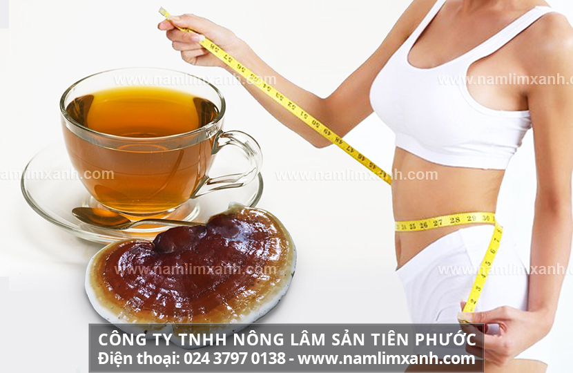 Nấm lim xanh có tác dụng giảm cân và người sau sinh giảm cân bằng nấm lim