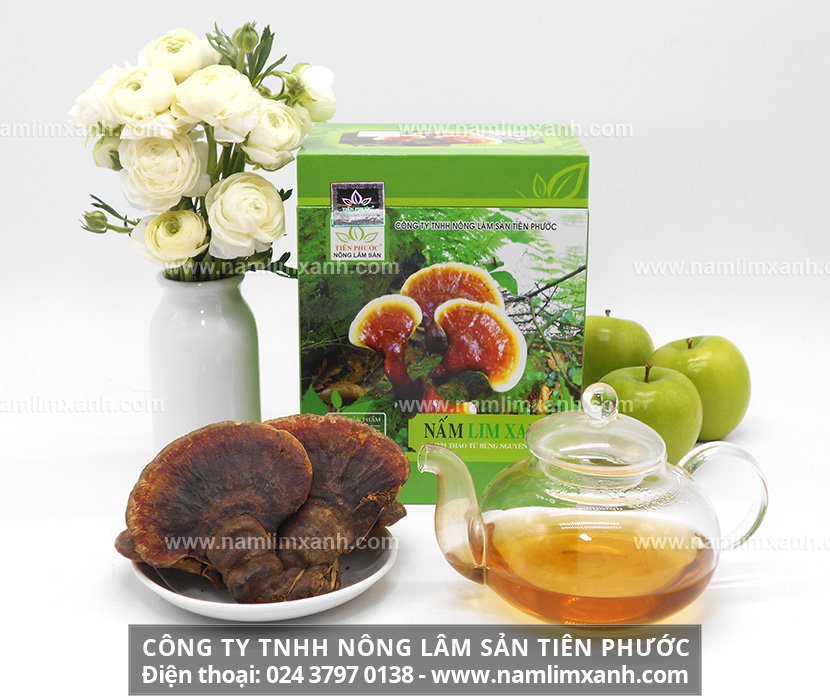 Nấm lim xanh được dùng nhiều để hỗ trợ điều trị một số bệnh lý