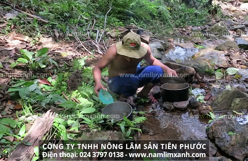 Nấm lim xanh giá bao nhiêu tiền 1kg phụ thuộc vào loại nấm và chất lượng của nấm