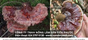 Nấm lim xanh là gì và nấm lim xanh có phải là nấm linh chi hay không