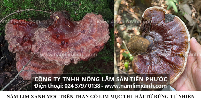 Nấm lim xanh là gì và nấm lim xanh có phải là nấm linh chi hay không