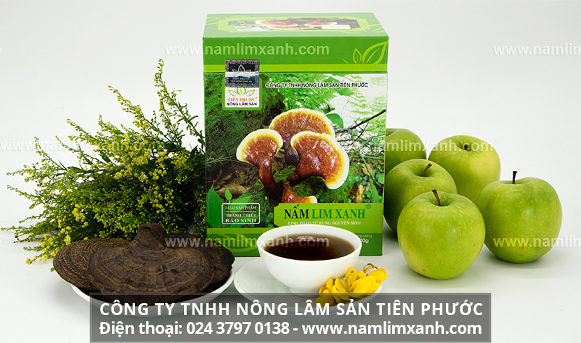 Nấm lim xanh là gì và tác dụng chữa bệnh gì hiệu quả