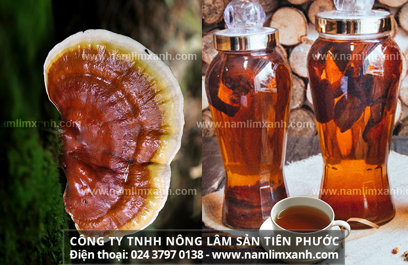 Nấm lim xanh ngâm rượu có tốt cho sức khỏe không!